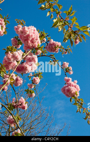 Primo piano di fiori rosa fiore ciliegio in fiore Primavera Inghilterra Regno Unito GB Gran Bretagna Foto Stock