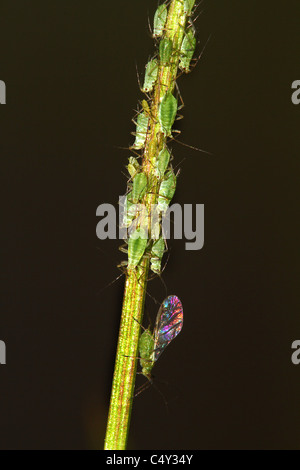 Afidi sulla pianta dello stelo. Foto Stock