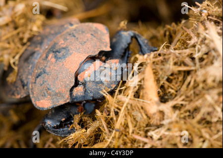 Dung Beetle Phanaeus vindex Foto Stock