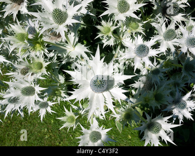 Mare holly tipo di thistle in giardino Foto Stock