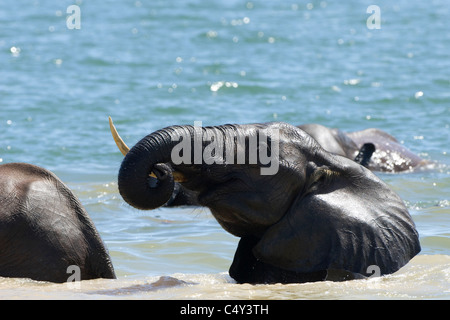 Gli elefanti africani Loxodonta africana nuotare nel lago Kariba Zimbabwe Foto Stock