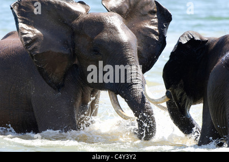 Gli elefanti africani Loxodonta africana nuotare nel lago Kariba Zimbabwe Foto Stock