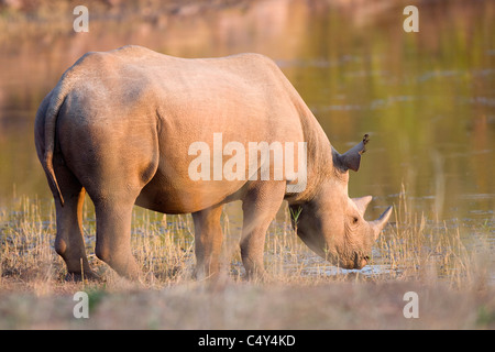 Rinoceronte nero Diceros simum Foto Stock