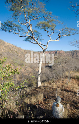 Un escursionista orologi una larga montagna acacia in Zimbabwe;s Chizarira National Park Foto Stock