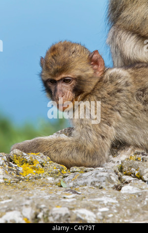 Un bambino maschio macaco barbareschi sat sulla parete essendo curato sulla Rocca di Gibilterra - Europa è solo primate Macaca sylvanus Foto Stock