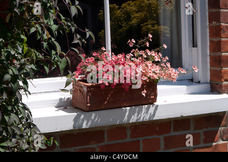 Finestra di terracotta scatola con estate Nemesia i fiori sul davanzale, Inghilterra Foto Stock