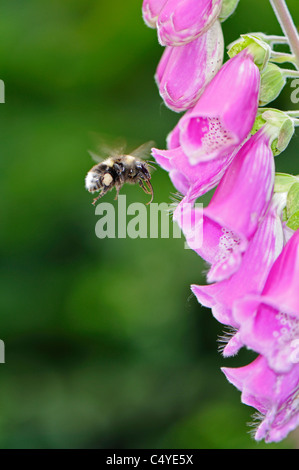 Close-up di fiori selvaggi foxglove attrarre un ape impollinazione Foto Stock