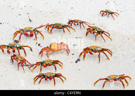 Sally Lightfoot granchi sulla spiaggia su Baltra Island nelle isole Galapagos Ecuador Foto Stock