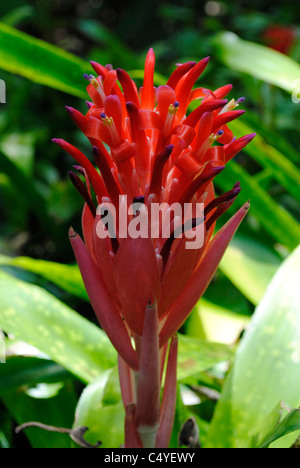 Etlingera elatior zenzero torcia Foto Stock