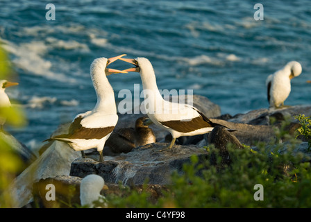 Nazca boobies corteggiamento su Espanola isola nelle isole Galapagos Ecuador Foto Stock