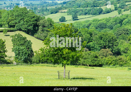 Cotswold paesaggio glocestershire saintbury Foto Stock