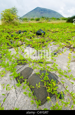 Gloria di mattina spiaggia (Ipomoea pes-caprae) sull'isola di Santiago in isole Galapagos Ecuador Foto Stock