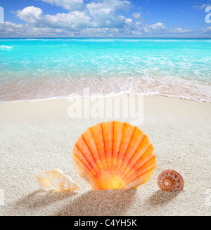 Guscio di spiaggia di sabbia bianca come una vacanza estiva su sfondo turchese del mare dei Caraibi Foto Stock