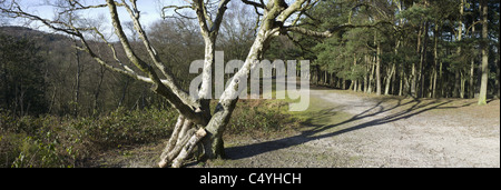 Lickey Hills Country Park worcestershire west midlands Foto Stock