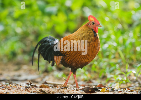 Sri Lanka Junglefowl (Gallus lafayetii) Selvatica, Sinharaja Area del Patrimonio Mondiale, Sri Lanka Foto Stock