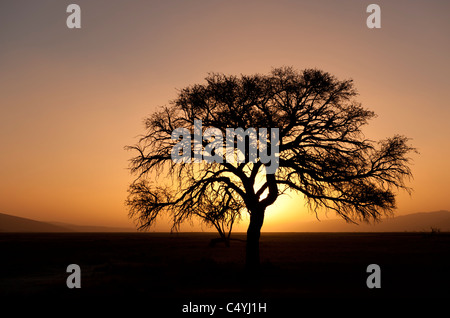 Stagliano Camelthorn tree al tramonto, con cielo arancione e bassa sun, Parco Namib-Naukluft, Namibia. Foto Stock