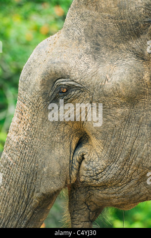 O asiatico Elefante asiatico (Elephas maximus) Selvatica, Close-up di faccia, Yala National Park, Sri Lanka Foto Stock