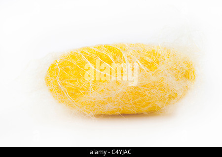 Primo piano del giallo silkworm cocoon isolati su sfondo bianco Foto Stock