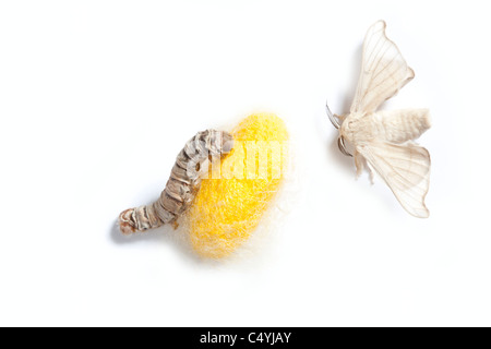 Farfalla del baco da seta con cocoon silk worm che mostra le tre fasi del suo ciclo di vita Foto Stock