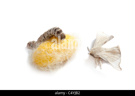 Farfalla del baco da seta con cocoon silk worm che mostra le tre fasi del suo ciclo di vita Foto Stock