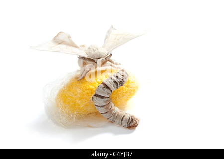 Farfalla del baco da seta con cocoon silk worm che mostra le tre fasi del suo ciclo di vita Foto Stock