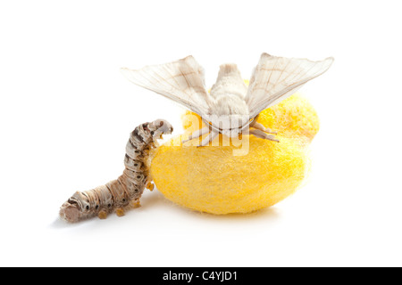 Farfalla del baco da seta con cocoon silk worm che mostra i tre stadi del ciclo di vita Foto Stock