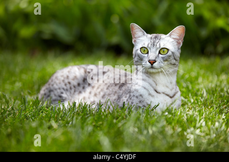 Mau Egiziano cat Foto Stock