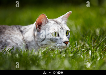 Mau Egiziano cat caccia Foto Stock