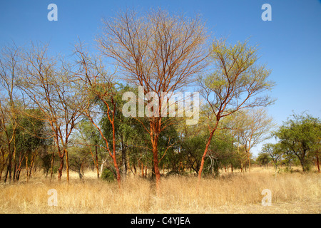 Dinder (Dindir), il Parco Nazionale del Sudan settentrionale, Africa Foto Stock