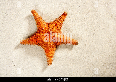 Satarfish sulla spiaggia di sabbia bianca come la vacanza estiva lo sfondo Foto Stock