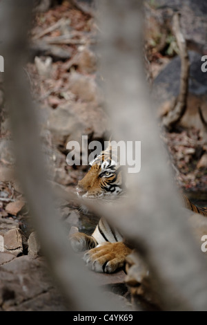 Tigre del Bengala all'interno di un'acqua all'interno di rocce di raffreddamento nel bosco selvatico di Ranthambhore, India. ( Panthera Tigris) Foto Stock