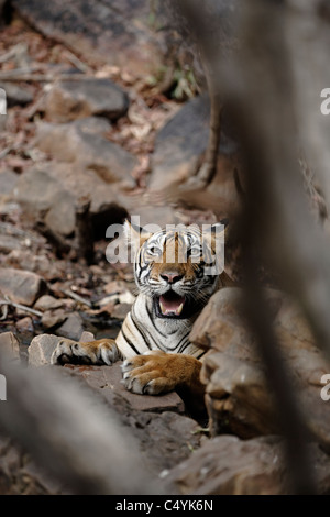 Tigre del Bengala all'interno di un'acqua all'interno di rocce di raffreddamento nel bosco selvatico di Ranthambhore, India. ( Panthera Tigris) Foto Stock