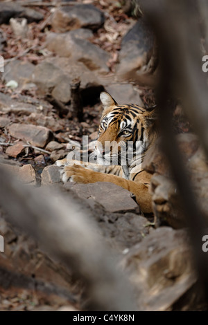 Tigre del Bengala all'interno di un'acqua all'interno di rocce di raffreddamento nel bosco selvatico di Ranthambhore, India. ( Panthera Tigris ) Foto Stock
