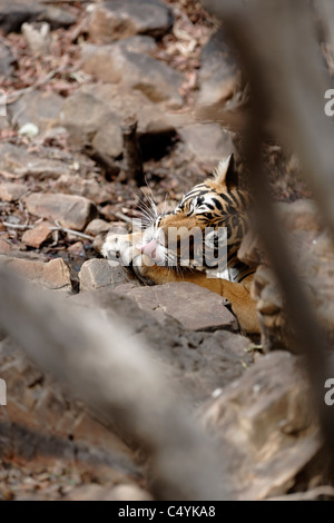 Tigre del Bengala all'interno di un'acqua all'interno di rocce di raffreddamento nel bosco selvatico di Ranthambhore, India. ( Panthera Tigris ) Foto Stock