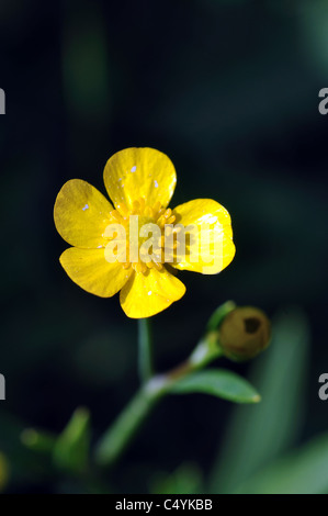 Minor Spearwort, Ranunculus flammula Foto Stock