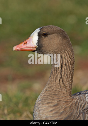 Eurasian bianco-fronteggiata Goose (Anser albifrons). Ritratto di adulto. Foto Stock