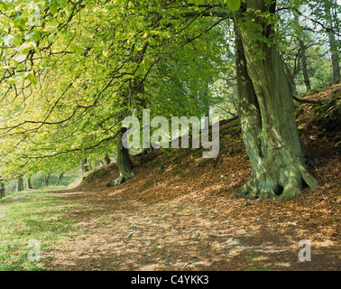 Goyt Valley faggi, Derbyshire. Foto Stock