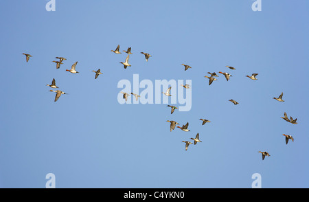 Comune (Teal Anas crecca), Pintail (Anas acuta) e Wigeon (Anas penelope). Gregge misti in volo. Foto Stock