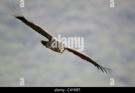 Unione avvoltoio nero (Aegypius monachus), adulto in volo. Foto Stock