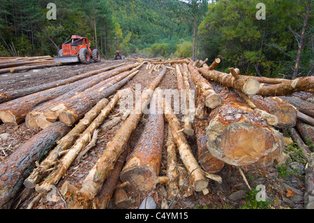 Buldozer e linee intagliate in una foresta Foto Stock