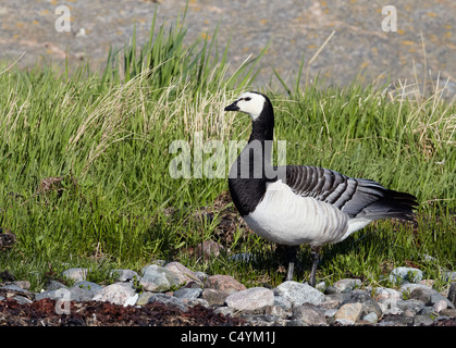 Barnacle Goose (Branta leucopsis). Adulto in piedi su una spiaggia rocciosa. Foto Stock