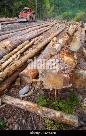 Buldozer e linee intagliate in una foresta Foto Stock