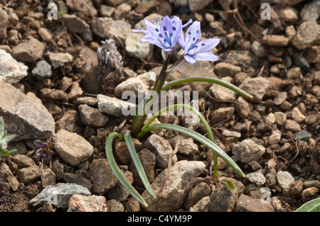 La molla Squill (Scilla verna) Fiori, che cresce su terreni poveri di affioramento roccioso desiderosi di Hamar Unst Shetland Scozia UK Europa Giugno Foto Stock