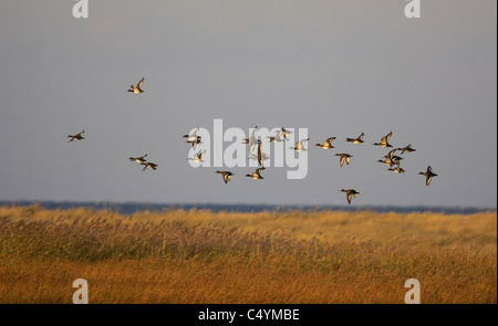 Moretta (Aythya fuligula). Gregge in volo sopra il letto reed. Foto Stock