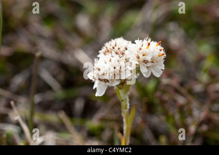 Montagna (eterna Antennaria dioica) fiore femmina close-up Shetland Scozia UK Foto Stock