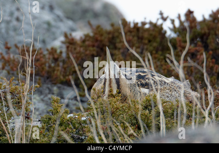 Eurasian tarabuso, Tarabuso (Botaurus stellaris). Adulto di tentare di diventare invisibile. Foto Stock