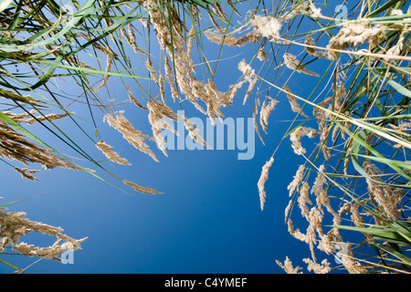 grass and sky Foto Stock