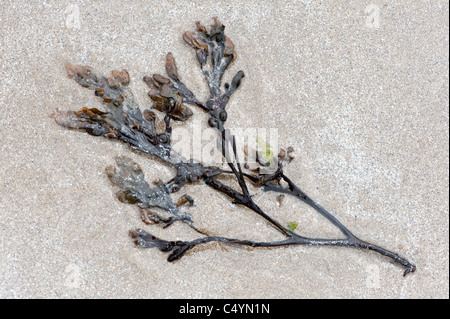 Wrack della vescica (Fucus vesiculosus) fronde e modelli di sabbia sulla sabbia Fetlar Isle Shetland Arcipelago subartiche Scozia UK Europa Foto Stock