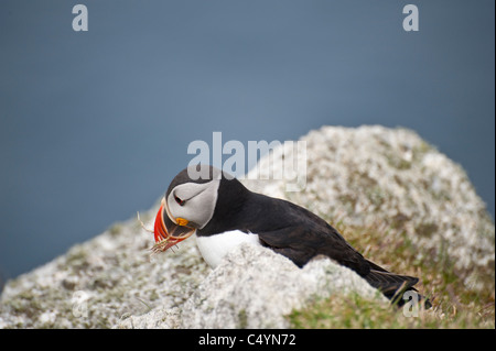 Puffin (Fratercula arctica) la raccolta di erba per la nidificazione Hermaness Riserva Naturale Nazionale Unst Shetland Scozia UK Europa Foto Stock