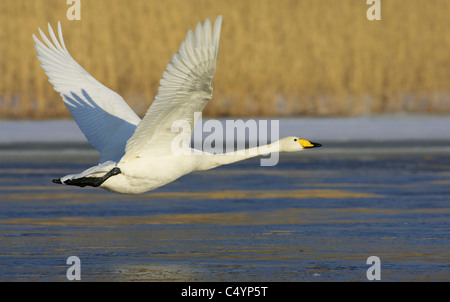 Whooper Swan (Cygnus Cygnus), adulto in volo vicino all'acqua. Foto Stock